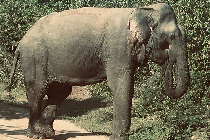 スリランカの美しさを発見 - 12 日間