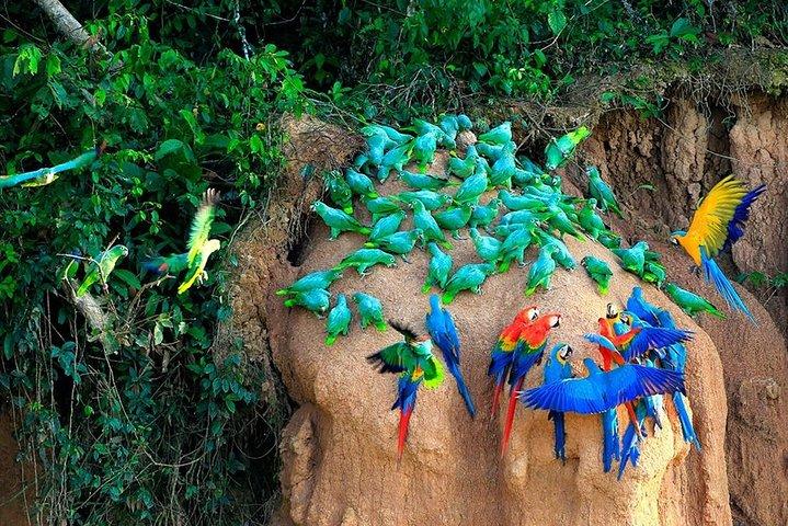 Tambopata (Puerto Maldonado) 5 dage