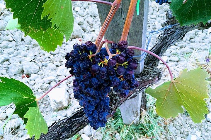 PRIVAT TUR: Njut av utsökta viner: Brunello & Nobile Wine Tour