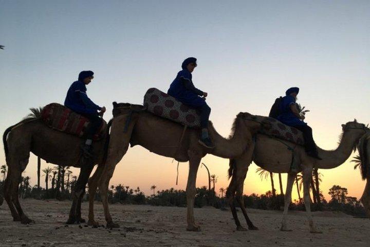 Camel Ride i Marrakech öken palmgrove