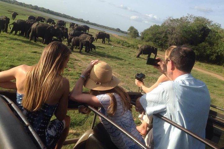 Minneriya Elephant Safari With Sigiriya Rock & Dambulla Cave Temples (Full Day)