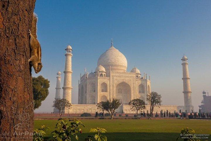 Tour del Taj Mahal con il centro di conservazione degli elefanti e degli orsi da Delhi