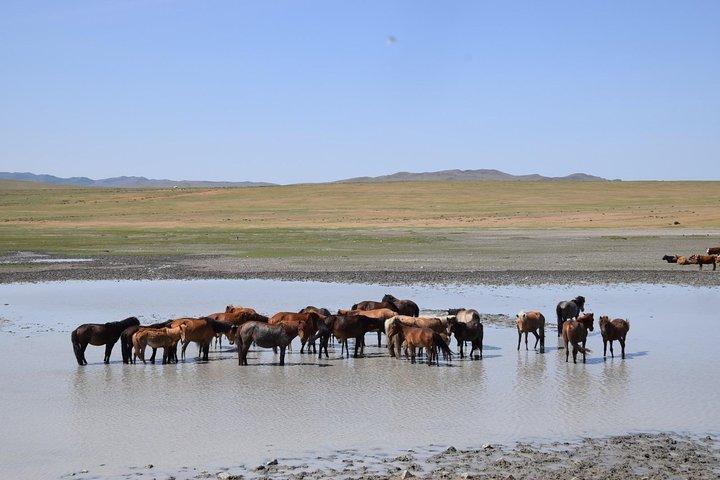 2 Tage Zentralmongolei