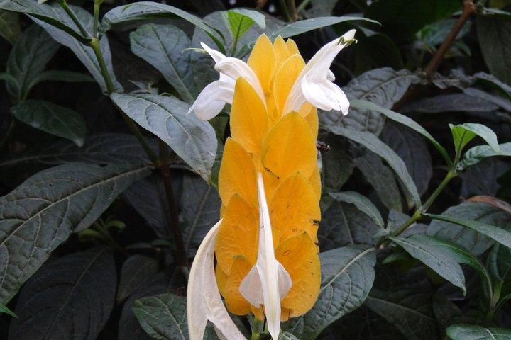 Excursão 4D 3N Penang-Camerons-Taman Negara-Kuala Lumpur