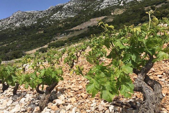 Klassische Tour mit Weinproben aus Dubrovnik