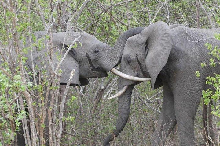 Pirschfahrt und Rhino Viewing Safari