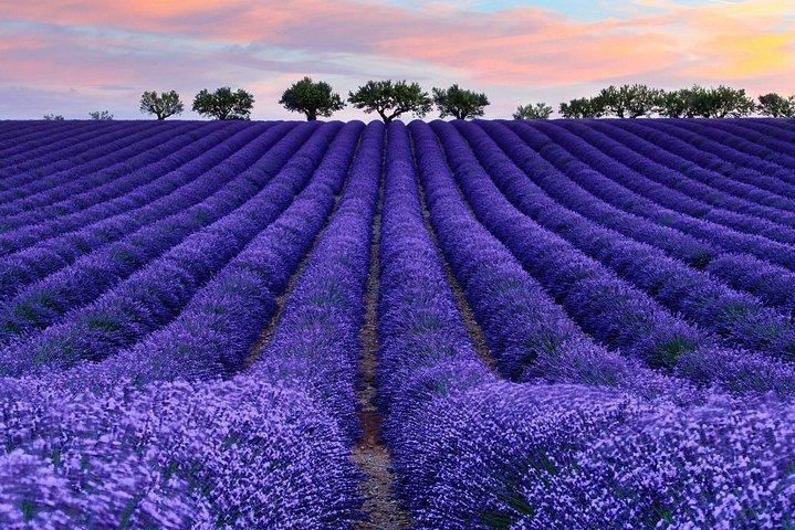 Tour romántico de 1 día en la Provenza oriental Lavender Manor y la Gran Muralla de Mutianyu