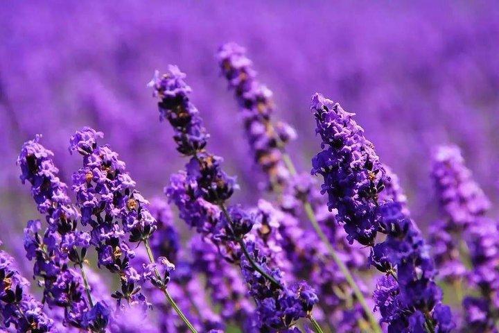 Tour romántico de 1 día en la Provenza oriental Lavender Manor y la Gran Muralla de Mutianyu