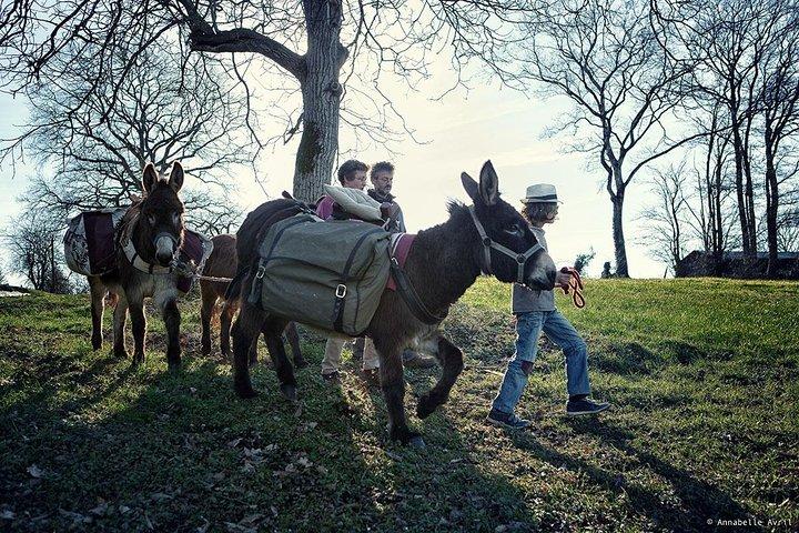Paseos y caminatas con burros