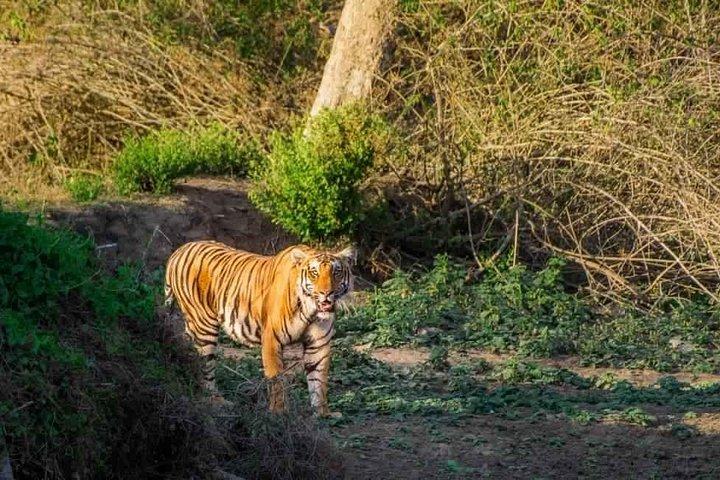 Bangalore a Mysore e Parque Nacional Nagarhole