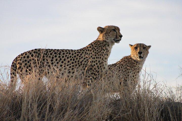 3-daagse Kruger National Park-tour