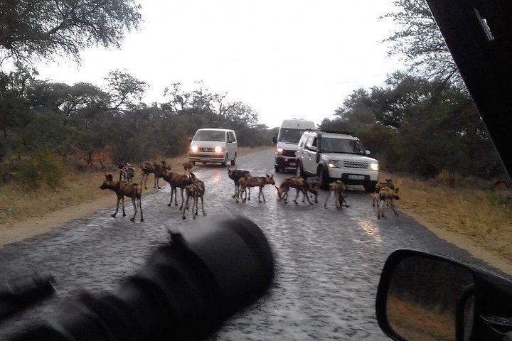 3-daagse Kruger National Park-tour