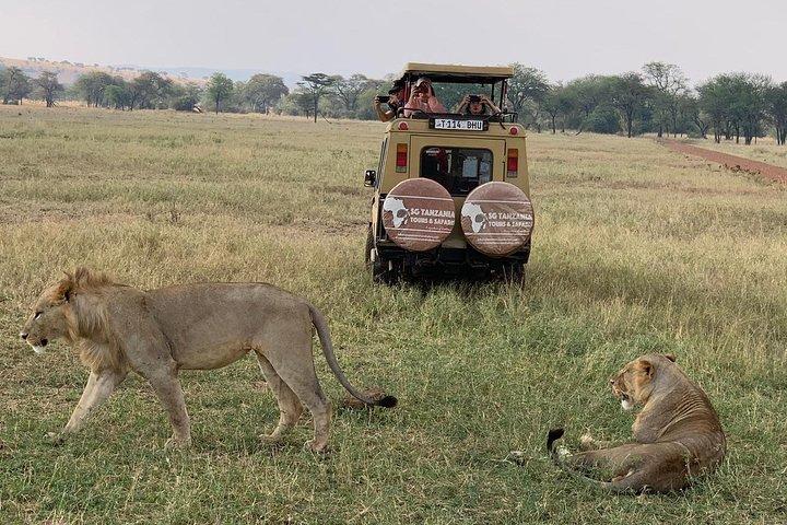 3 dages Tanzania Safari