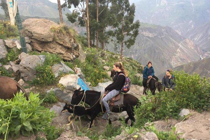 2-dages vandring inklusive transfer til Puno / Colca Canyon