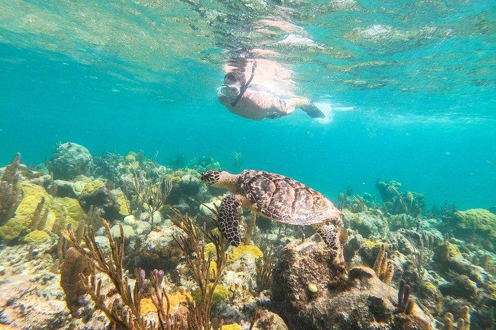 Halvdagskryssning på morgonen från Providenciales med snorkling och Iguana Island