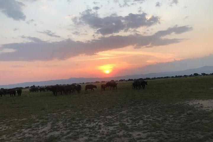 16 Tage Uganda Wildlife Safari Urlaub
