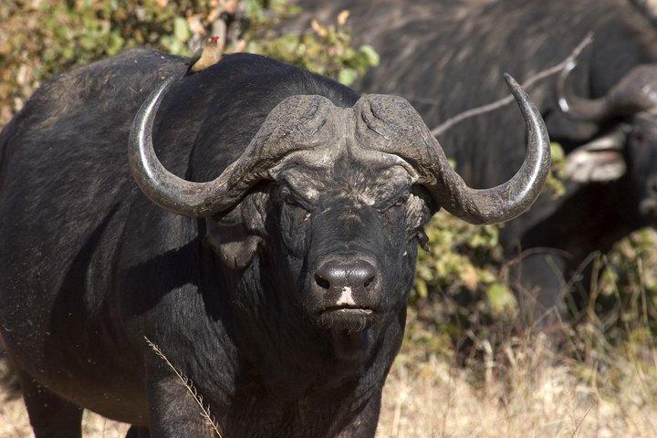Viagem diurna a Chobe saindo de Livingstone