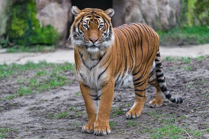 Eintrittskarte für den Prager Zoo inklusive Hin- und Rückfahrt