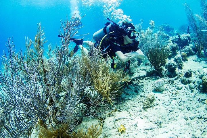 Introdução Shore Dive with Scubaçao (1 mergulho)