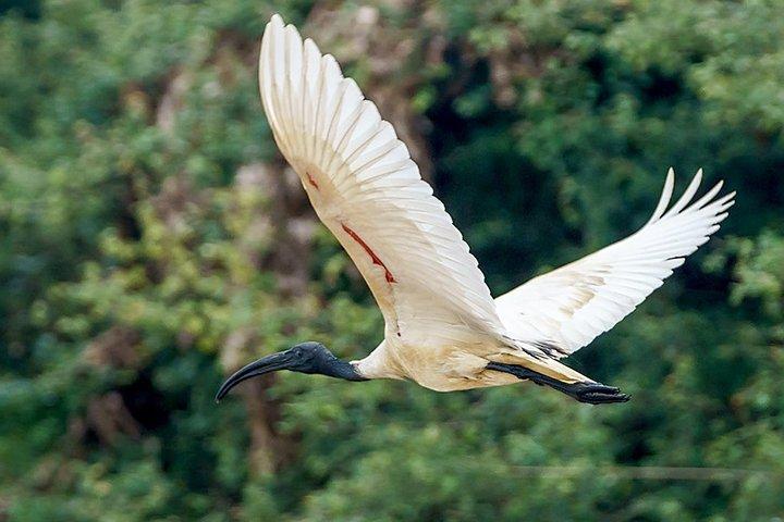 Prek Toal Birds Sanctuaryと水上ビレッジプライベート日帰りツアー