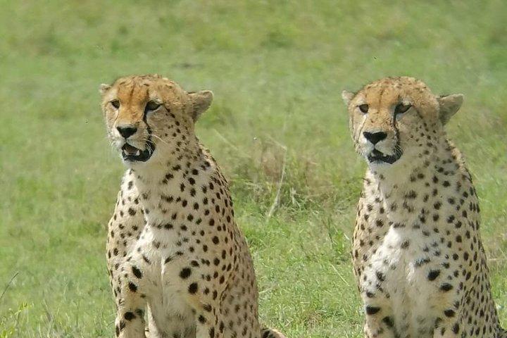 2 Tage Safari im Amboseli Naitional Park