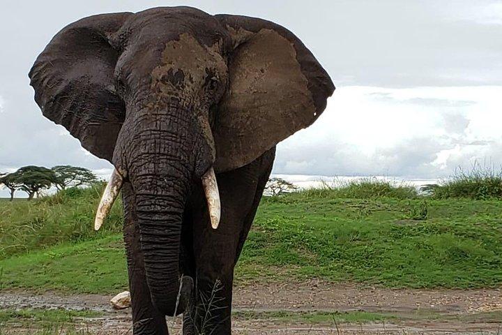 2 Tage Safari im Amboseli Naitional Park