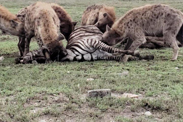 2 Tage Safari im Amboseli Naitional Park