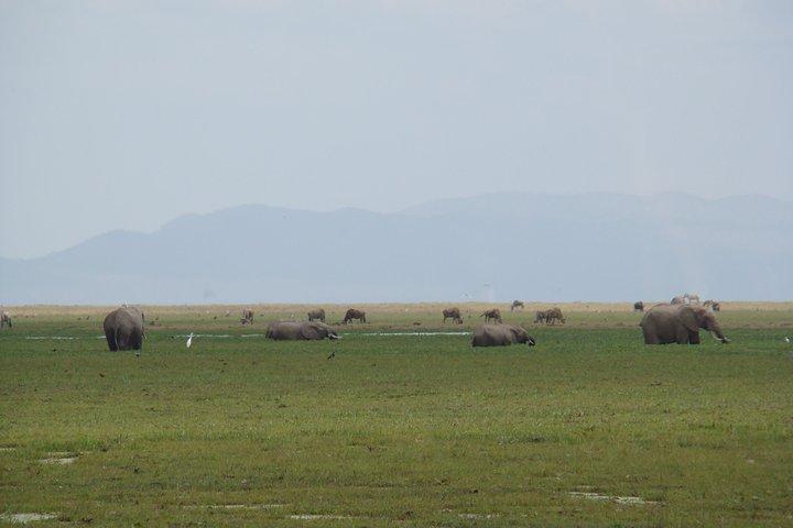 2 Tage Safari im Amboseli Naitional Park