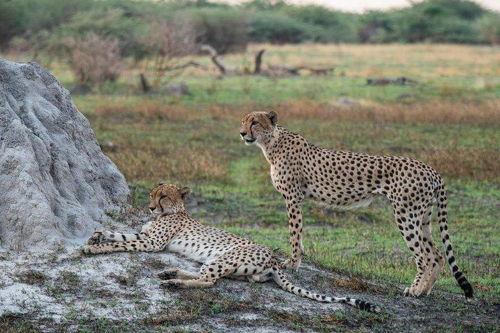 06-Daagse Etosha, Swakopmund en Sossusvlei | Self Drive Lodge