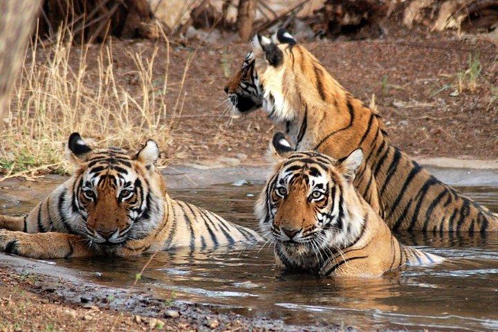 6 Days Golden Triangle Tour with Ranthambore: Delhi Agra Jaipur Ranthambore Tour