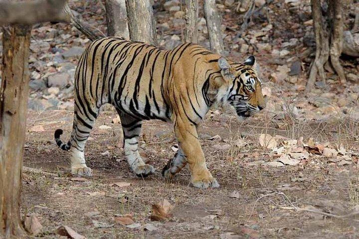 4 Day Golden Triangle Tour with Ranthambore Safari from Delhi