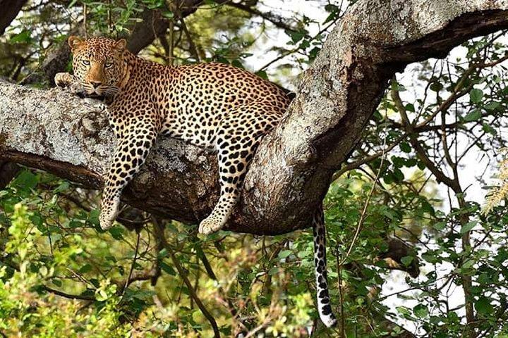 Tour del parco nazionale Maasai mara e del lago Nakuru