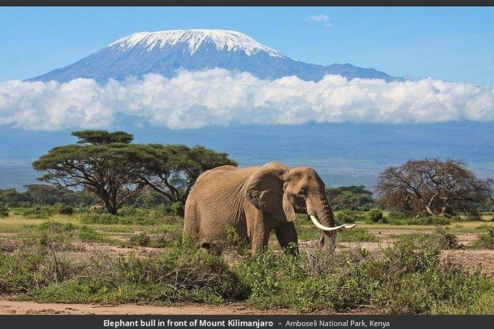 3 dages Amboseli Nationalpark Guidet safari fra Nairobi