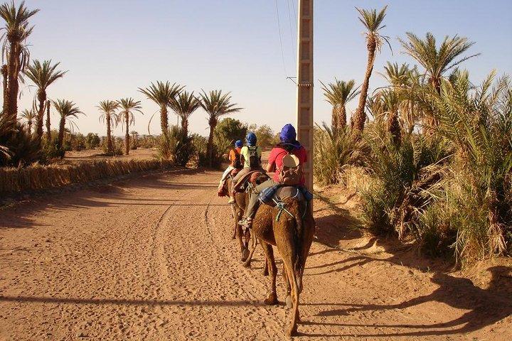 Camel Ride Tour nel Palmeto di Marrakech