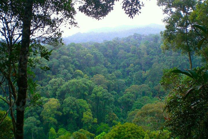 ファミリージャングルツアー:オランウータントレック(4時間のハイキング)by EcoTravel Bukit Lawang