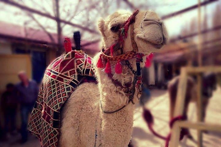 Atlas Mountains and Three Valleys & Waterfalls - Villages Marrakech Day Trip