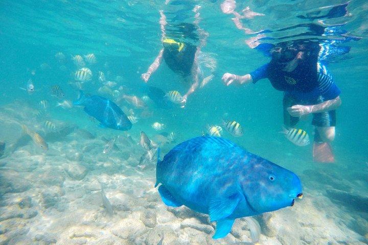 アルバ・デ・パーム・アイランド終日送迎付き