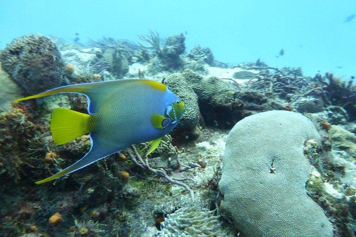 Snorkel en el Arrecife El Cielo Cozumel con almuerzo, playa y transporte