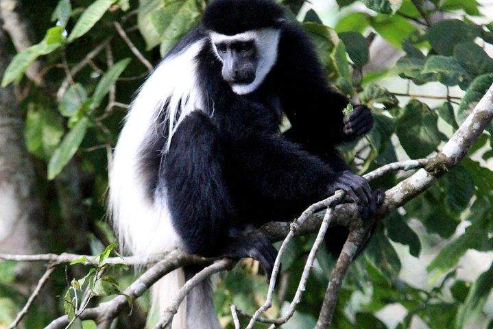 Vandring vid Udzungwa-bergen och rundtur i Nyerere National Park