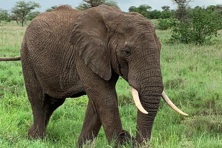 7 días / 6 noches: safari de lujo y senderismo en Tanzania