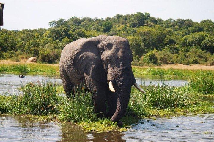 5-dages gorillaer og Lion Tour i Uganda