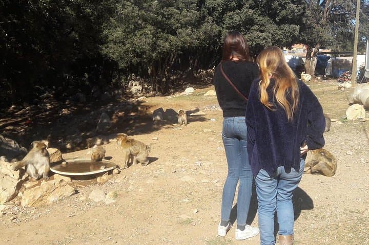 Atlas Mountains, Morocco: Ifrane, Azrou, Monkey Forest, Full Day Tour from Fez