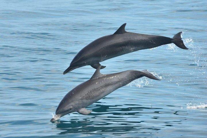 マヌエルアントニオからオールインクルーシブカタマランエコアドベンチャー