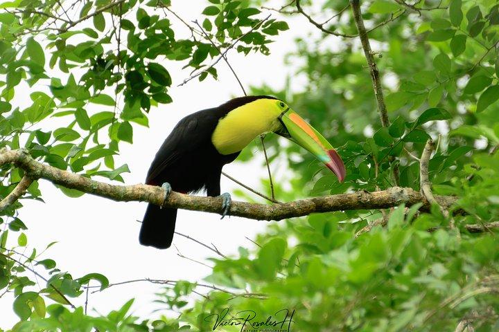 Birdwatching at The Mayan Cities with certified guide