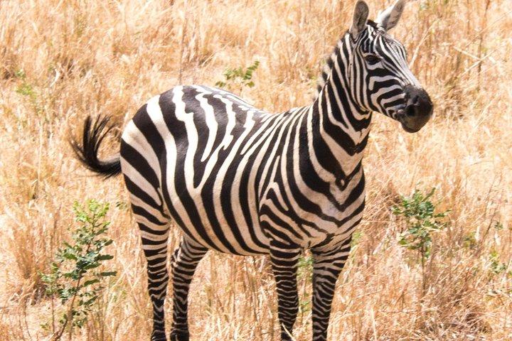 To dage Lake Mburo Tour i Uganda