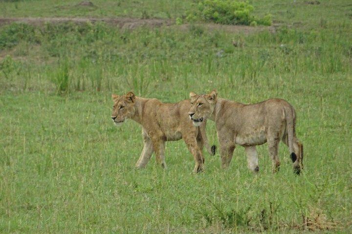5-dages gorillaer og Lion Tour i Uganda