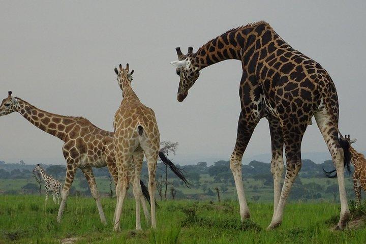 12 jours d'expérience mémorable en Ouganda