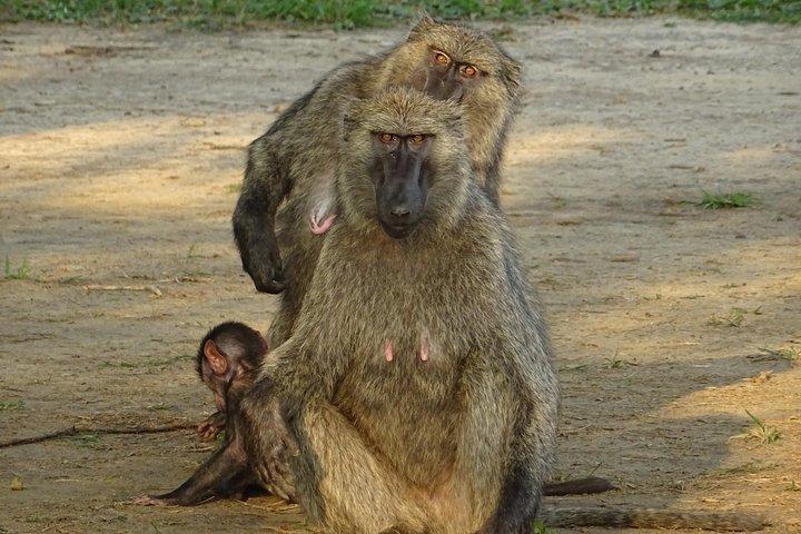 Safari de sete dias por uma semana maravilhosa em Uganda