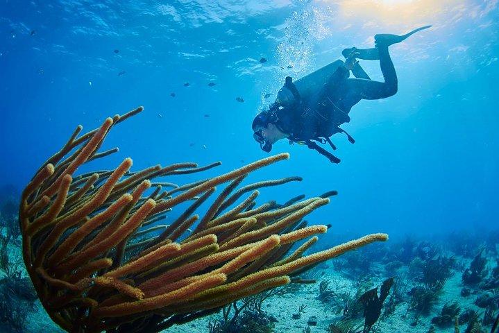 Diving package Caribbean dream