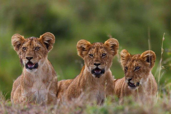 5 dias Masai Mara - Lake Nakuru - Lake Naivasha Kenya Safari Tour
